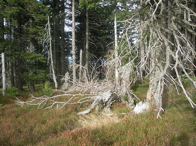 SANY3890.JPG