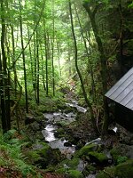 Wald im Nebel