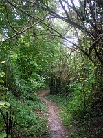 Hohlweg am Kaiserstuhl
