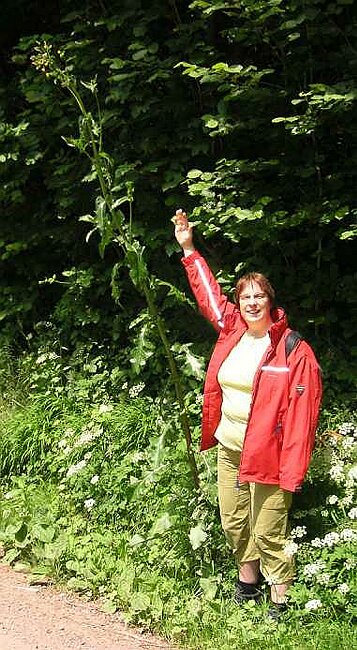 W-Elke_Distel.jpg
