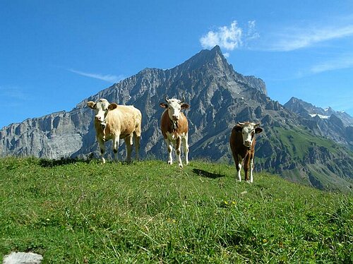 L�tschbergpa�wanderung-06-07-30 023.jpg