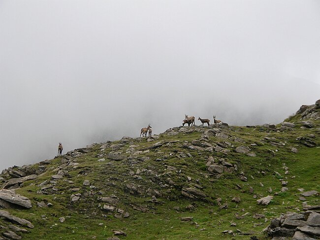 07-08-18-Wanderung-Wilderswil-Faulhorn-Axalp-Berner-Oberland 140.jpg