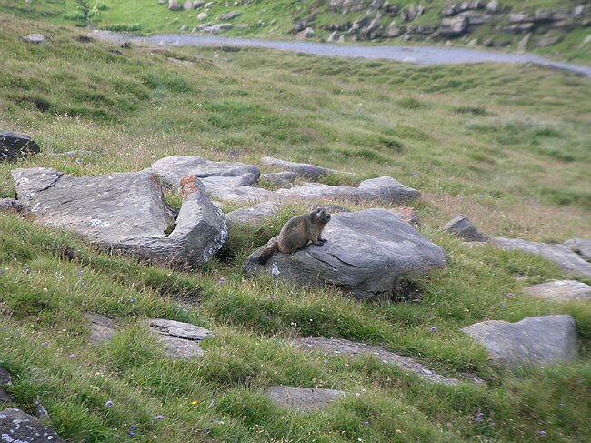 07-08-18-Wanderung-Wilderswil-Faulhorn-Axalp-Berner-Oberland 138.jpg