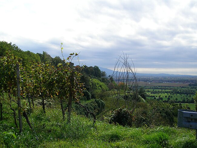 SANY7318.JPG
