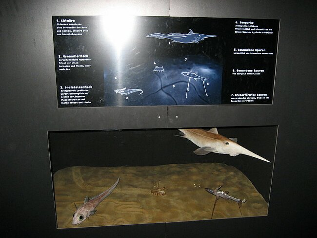 IMG_0674_4_1.JPG
