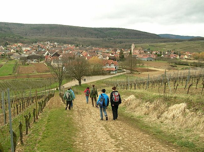 08-03-16-Wanderung-Elsass-Sulzmatt%20025.jpg