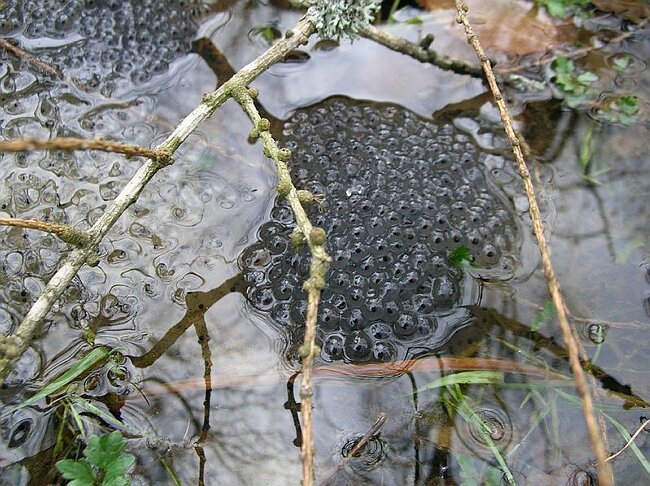 08-03-16-Wanderung-Elsass-Sulzmatt%20040.jpg