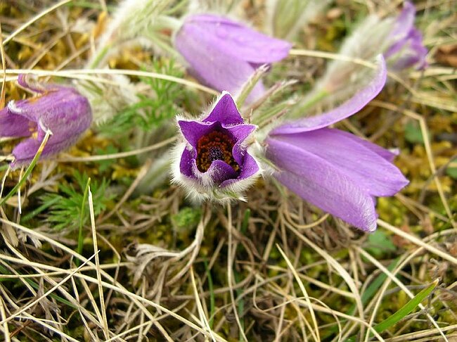 08-03-16-Wanderung-Elsass-Sulzmatt%20011.jpg