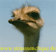 Straußen und Weinfeste